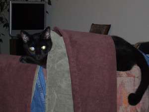 Grosses bild anzeigen 20060423 023.jpg